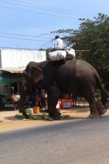 This is the elephant we saw as we were driving. Not a great shot as it's a screen shot of a video I took. Anyways, that doesn't matter at all does it. Apparently this guy sells medicine. #black market? # keepsitinthetrunk??