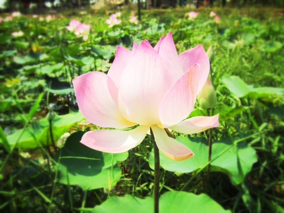 The lotus flower!