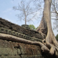 The way these MASSIVE trees grew through out the temple was amazing!
