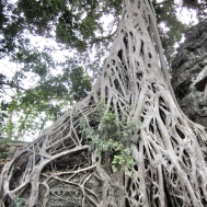These trees here at Ta Prohm are so amazing. This is where Tomb Raider was filmed.