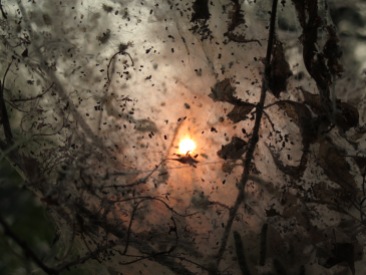 I took this picture through the nest of the tent caterpillar. With the smokey sky I thought it looked pretty coo.