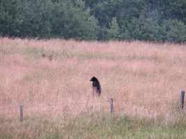This was cool, I think this may have been the first time I saw a bear stand up on its hind legs!