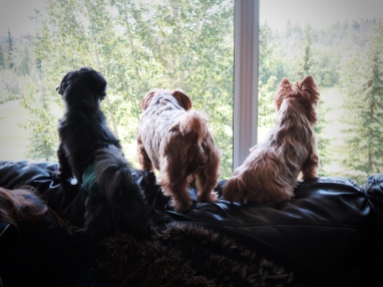 The two yorkies are my relatives with our Kona on the left. Just thought it was a cute photo.