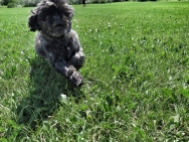 Yes, another pet pic! But I love my pets....this is Kona running in the field. Action testing for Lula!