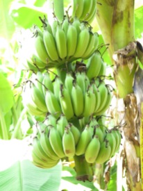 Banana TREE