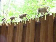 There were soooo many monkeys walking along the fence line to get to another side of Railey Beach. A bit scary actually