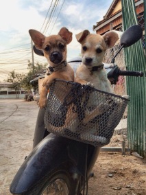 The construction puppies in a basket. (photo courtesy of Taeko)